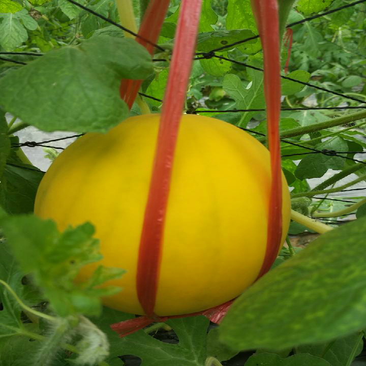 [HCM]Hạt giống dưa hấu vỏ vàng ruột đỏ - Tặng kèm gói hạt giống ngẫu nhiên