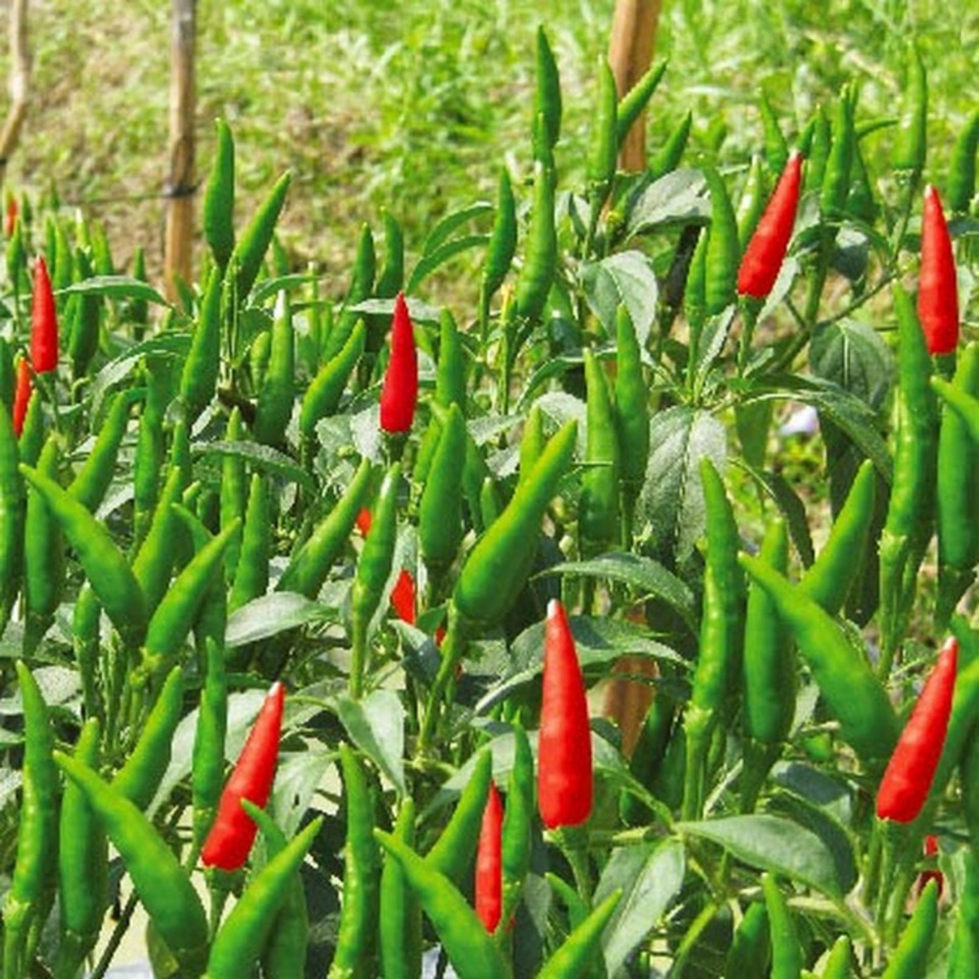 1g Hạt giống Ớt chỉ thiên lai F1 (tặng Kích nẩy mầm, Hướng dẫn ươm)