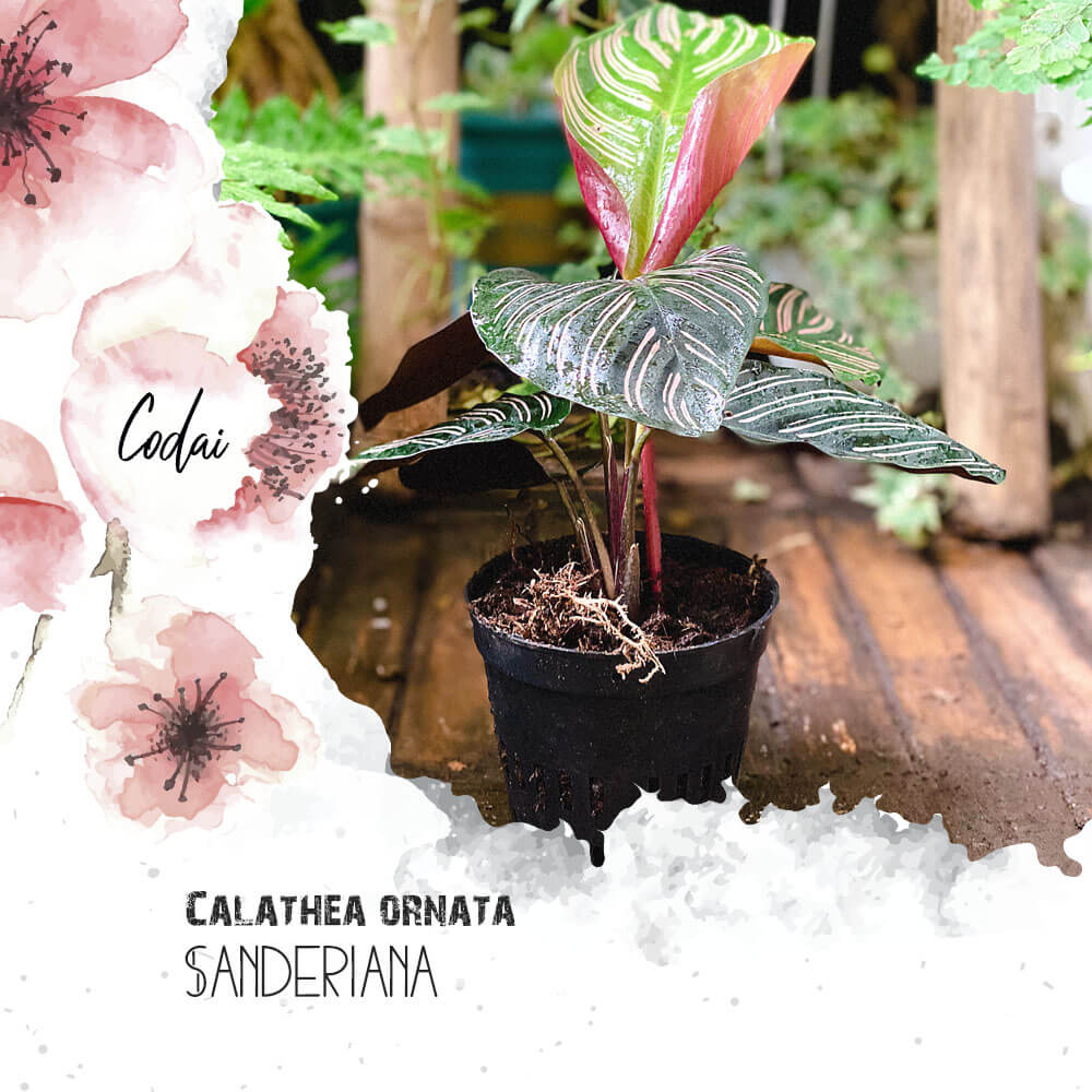 Cây Calathea ornata Sanderiana (Đuôi Công Đen, Hắc Công Vỹ) chậu nhựa