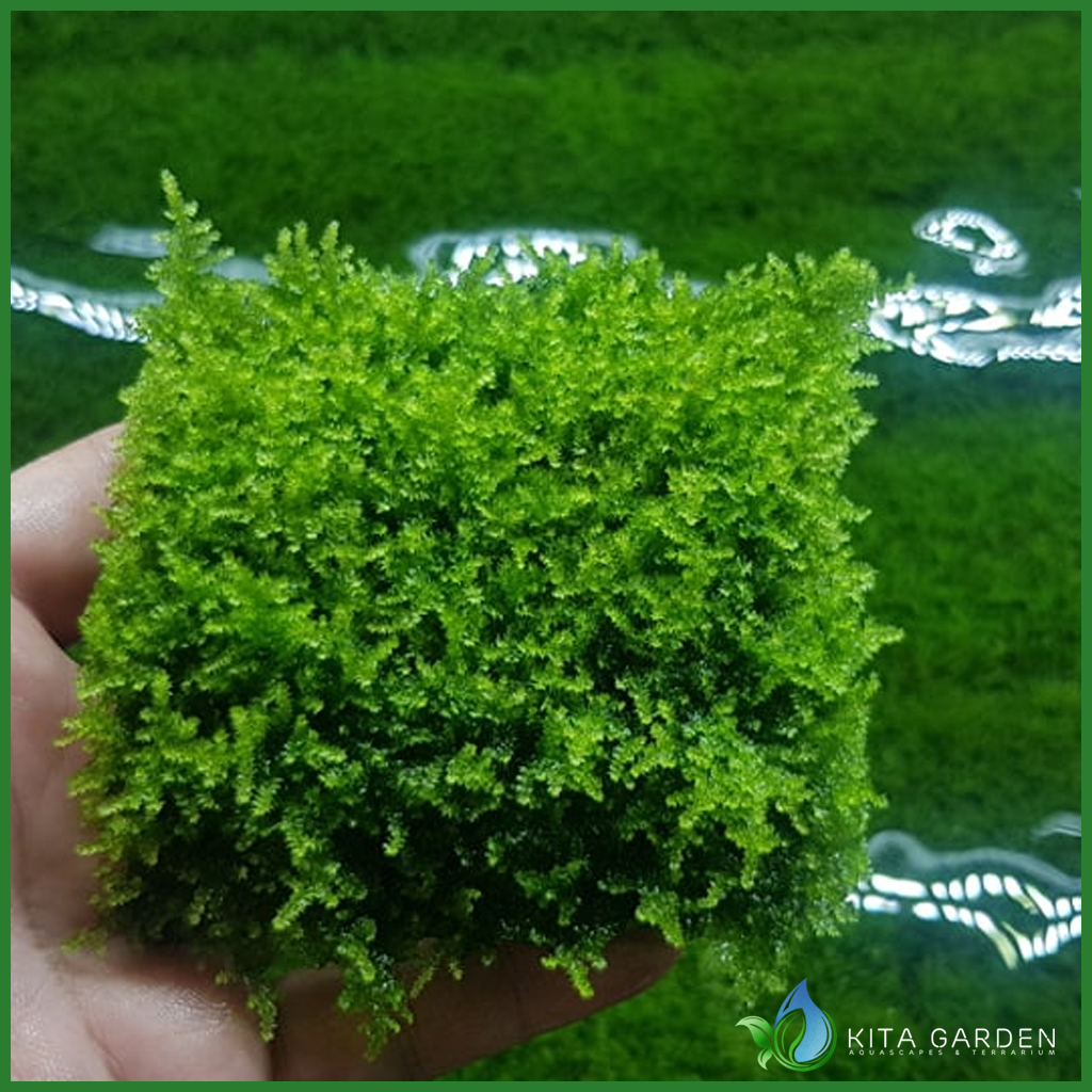 Rêu mini taiwan - rêu thuỷ sinh | dán bonsai, dán lũa bể thủy sinh - vĩ 8x8