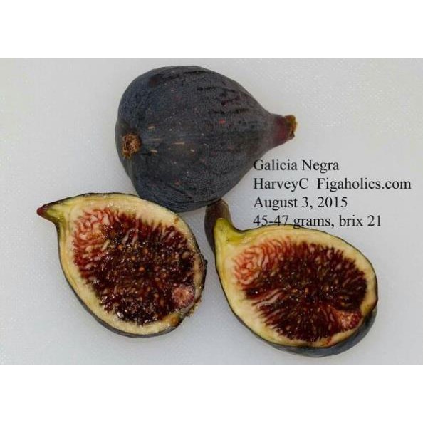 [FREESHIP - Xả Khô Máu] Giống sung mỹ siêu mật