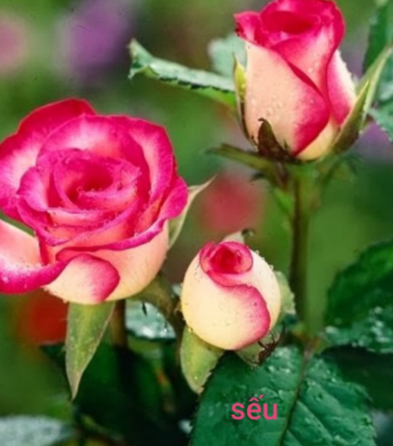 Cành Chiết Hồng Sếu (Cành Chiết Hoa Hồng)