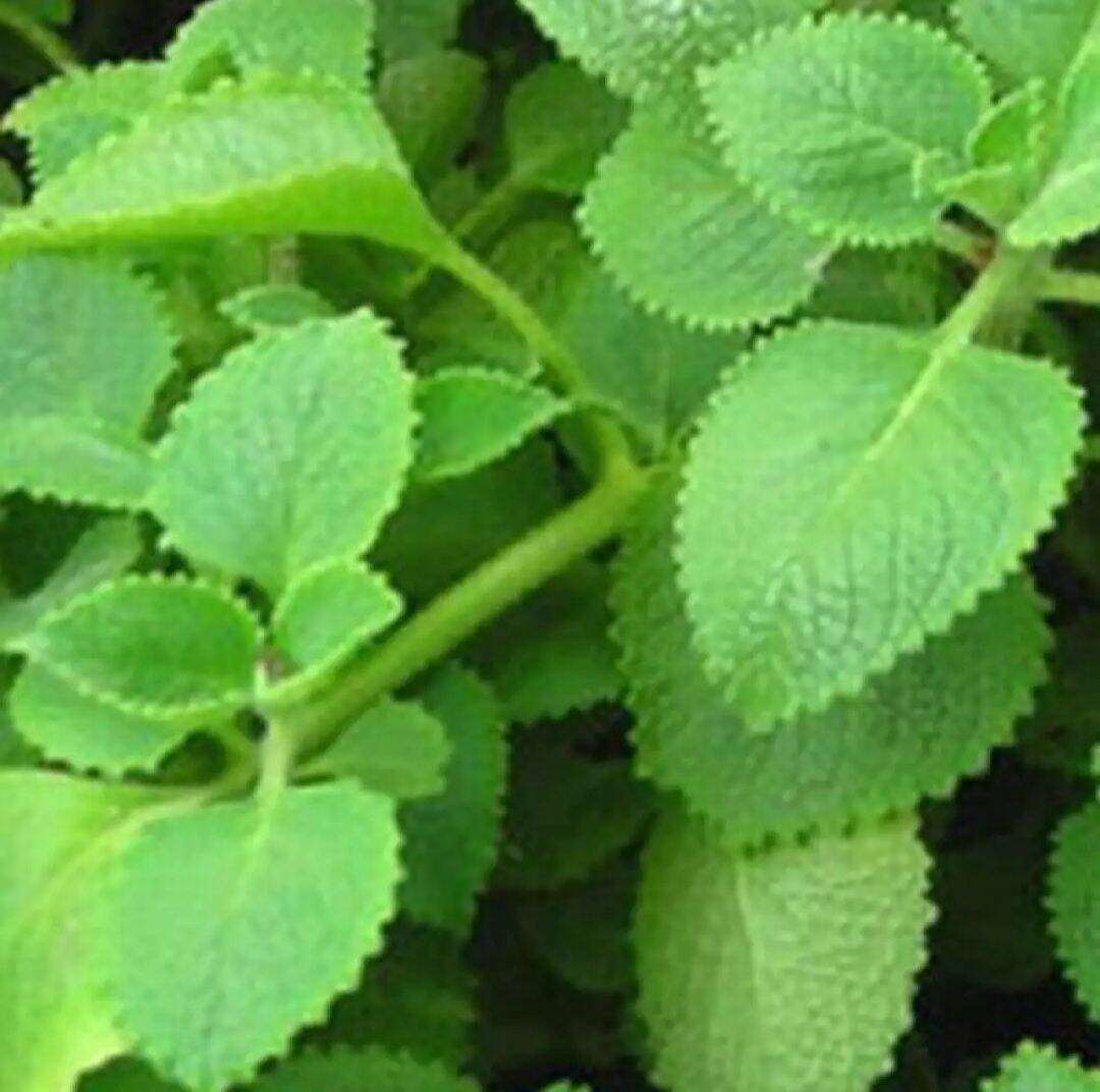 [Chỉ giao miền Nam 1-2 ngày tới] Nửa kg rau Húng Chanh tươi, đóng gói hút ẩm, đảm bảo tươi nguyên (Tần dày lá)