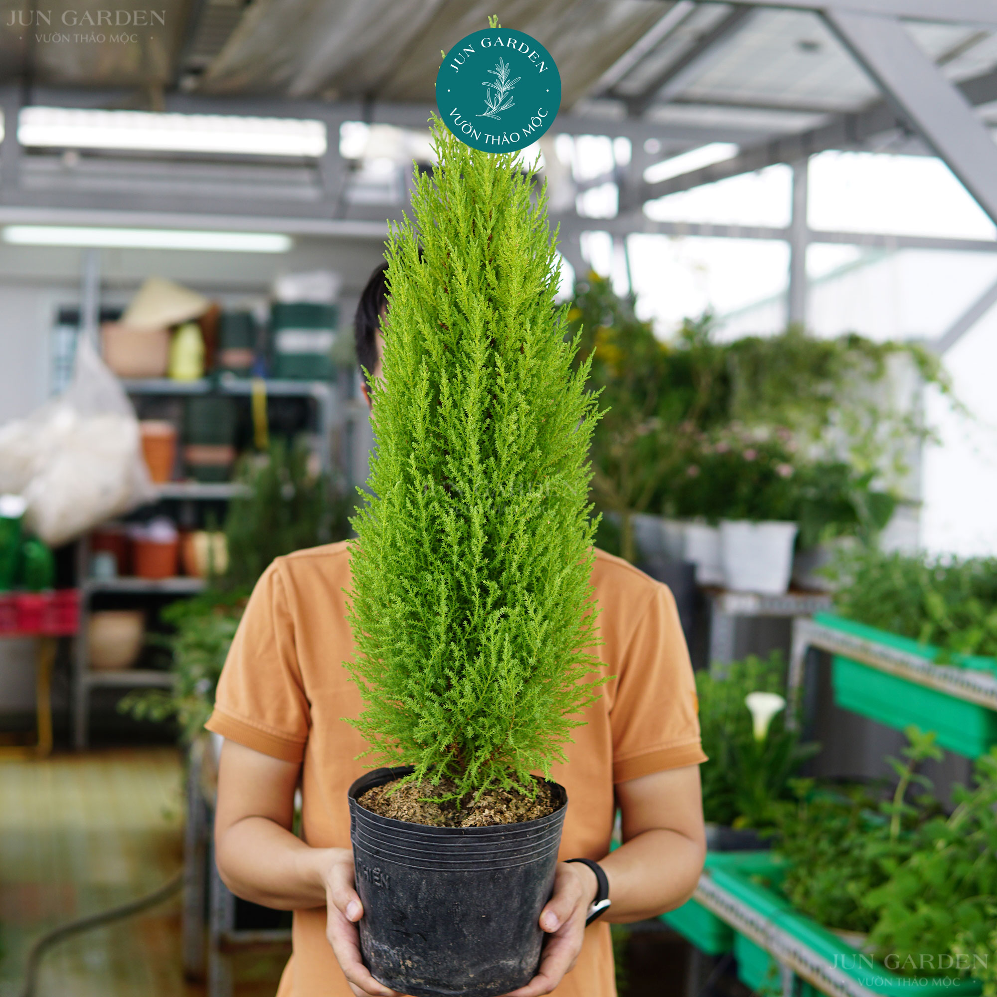 Tùng thơm jun garden trang trí noel giáng sinh đẹp