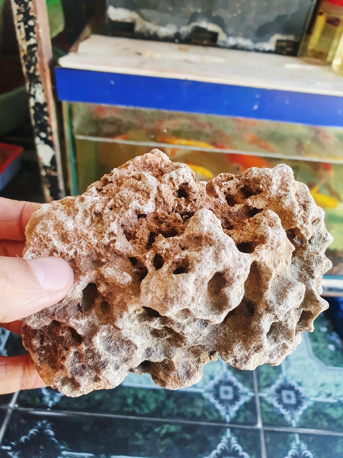 "hoàn tiền đến 10%" 1kg đá gành trang trí hồ cá non bộ thủy sinh