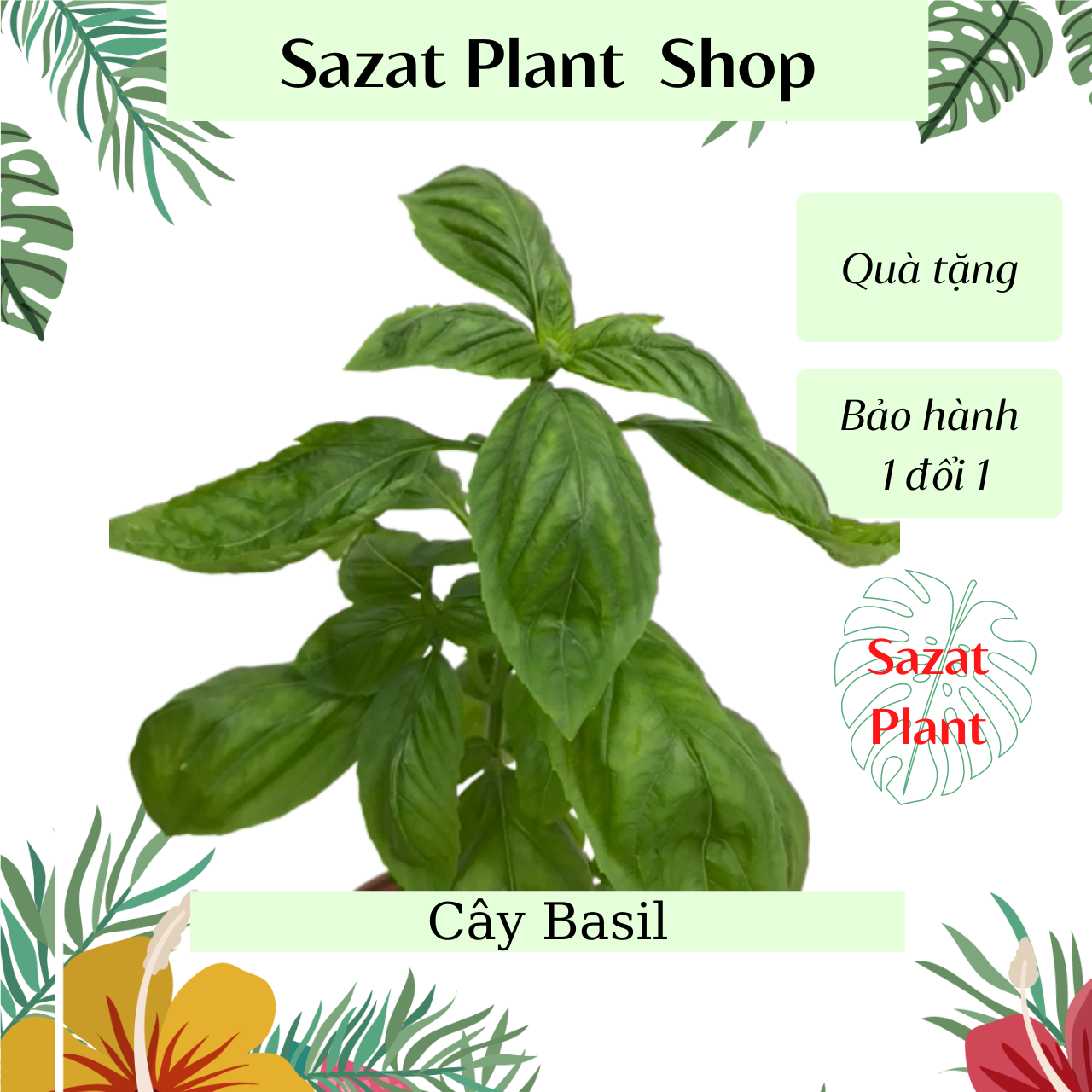 Cây Basil, chậu nhựa cao 20-25cm cây gia vị Âu có Hương Thơm Sazat Plant.