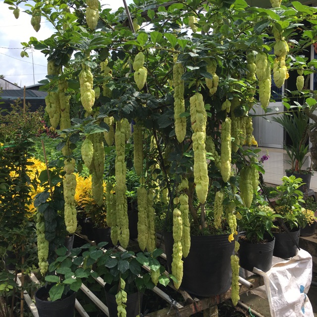 Cây Huyền trân công chúa