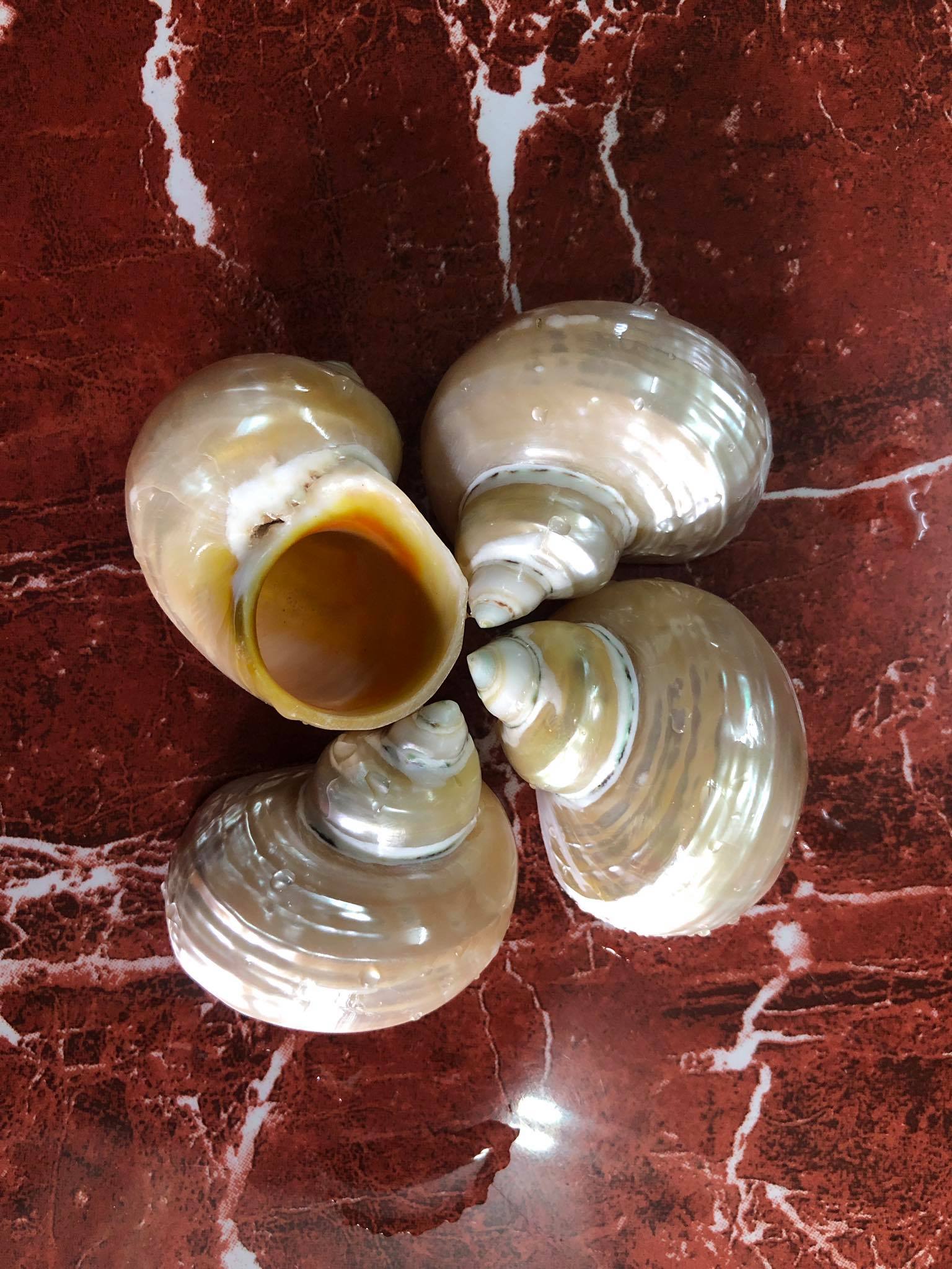 [HCM] Size M Vỏ Ốc Xà Cừ Mài Bóng - Siêu Đẹp - Giá Rẻ - Vỏ Ốc Mượn Hồn - Vỏ Ốc Biển Tự Nhiên size XL - Vỏ Ốc Mỹ Nghệ