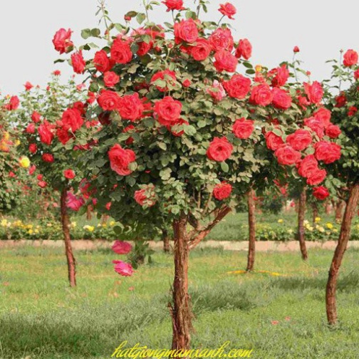 Hạt giống hoa hồng thân gỗ mix đủ màu