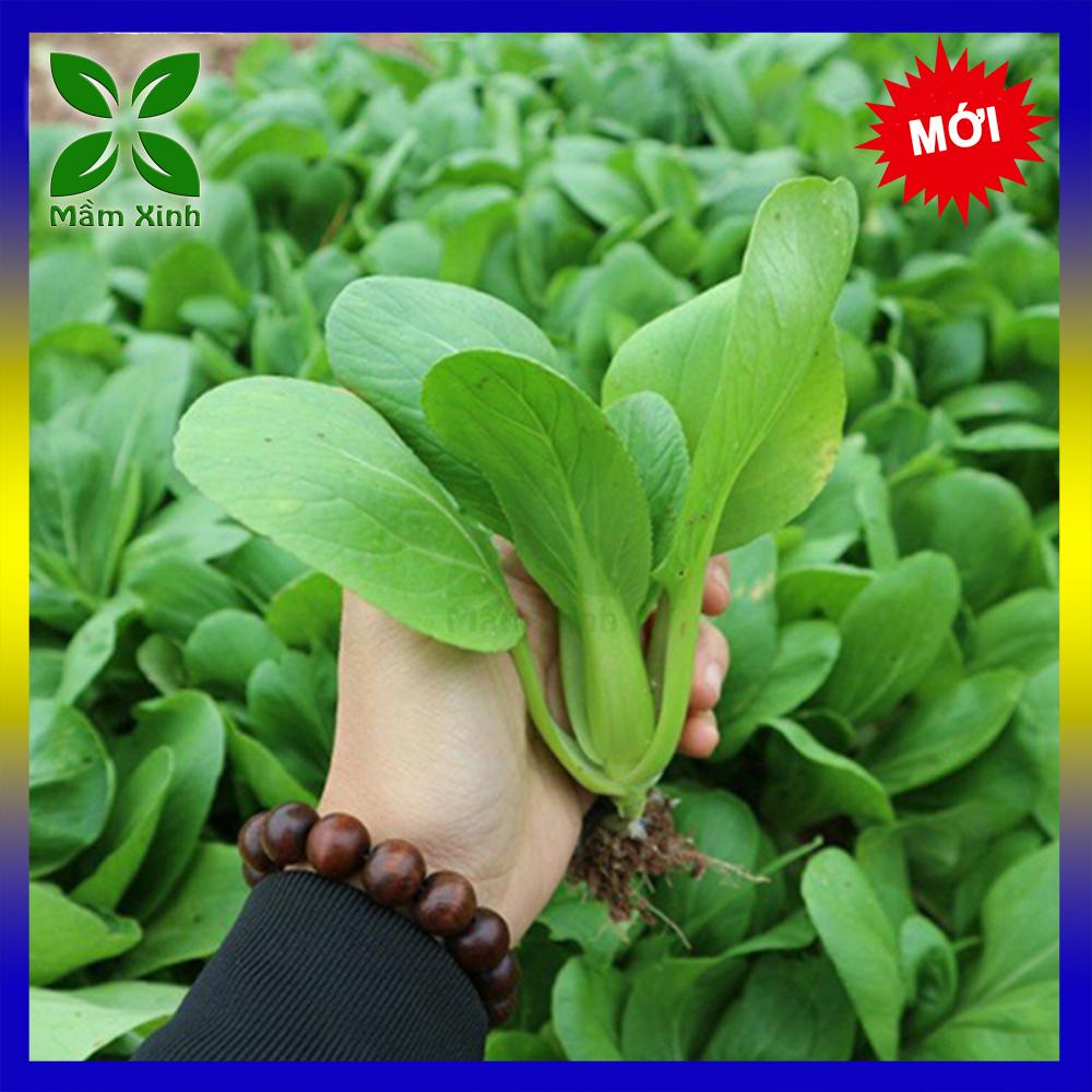 Hạt giống cải thìa cao sản, dễ trồng, năng suất cao thu hoạch 25-30 ngày Gói 10gr