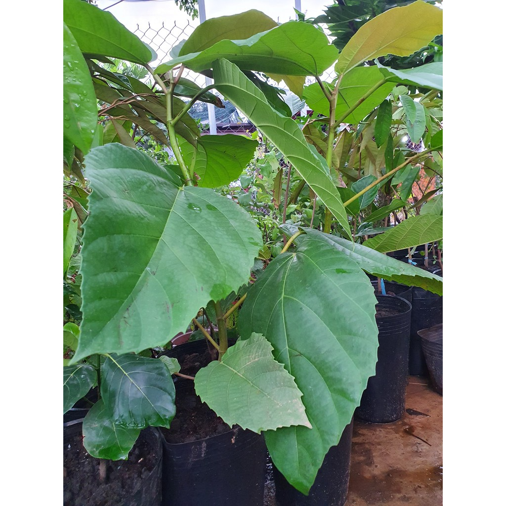 Cây vả mật d loại 01