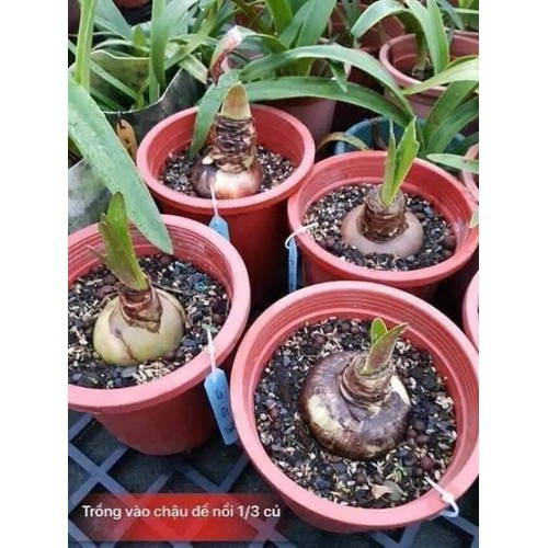 combo 5 củ hoa huệ kép