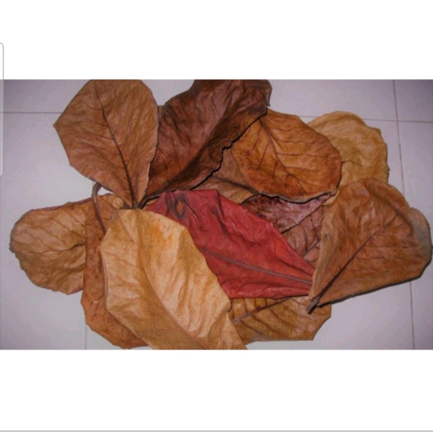 Lá Bàng khô thần dượᴄ cho cá cảnh