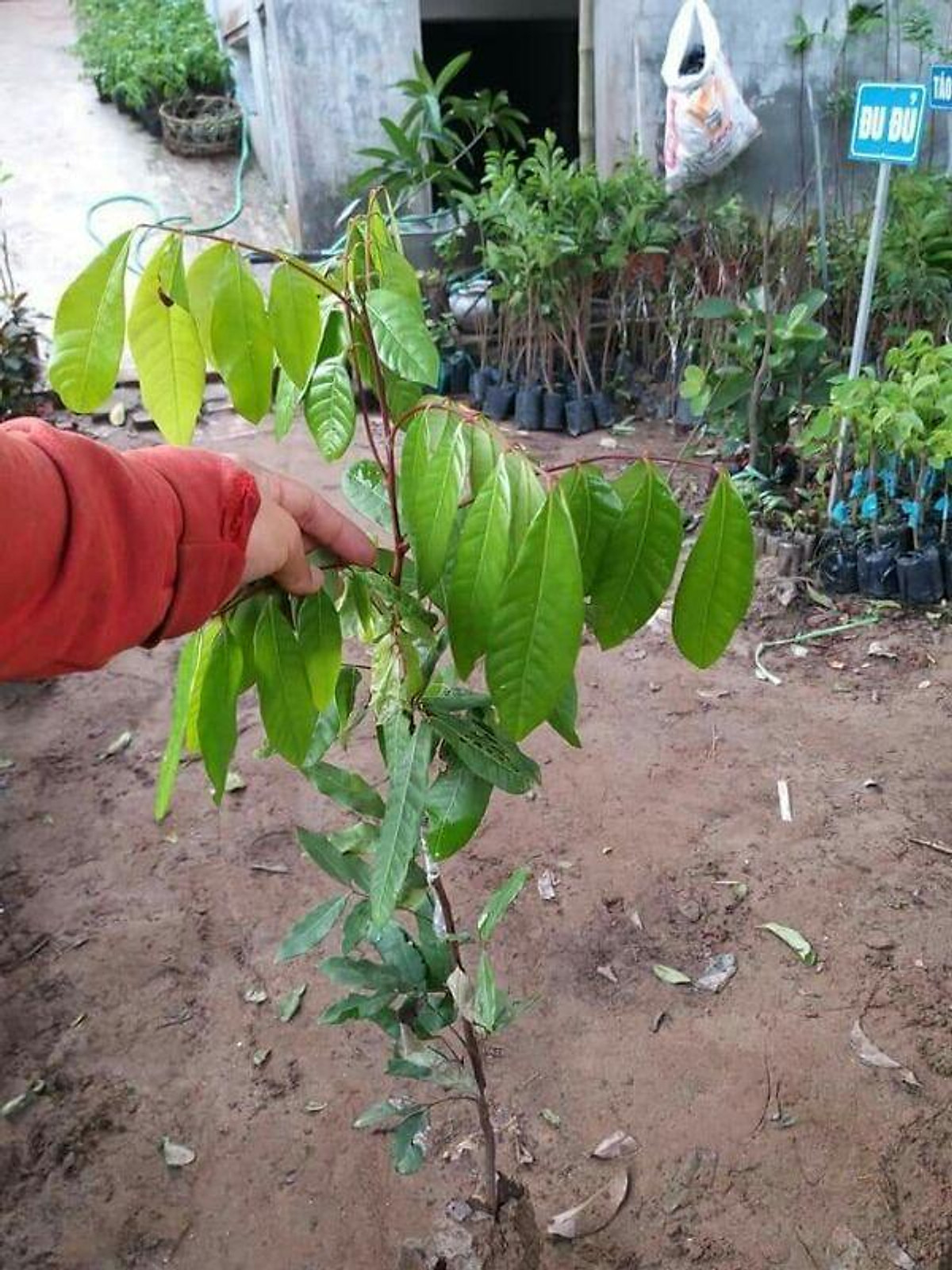 Xả hết........ Giống nhãn hưng yên Giá 190,000 Đồng*Miễn phí vận chuyển