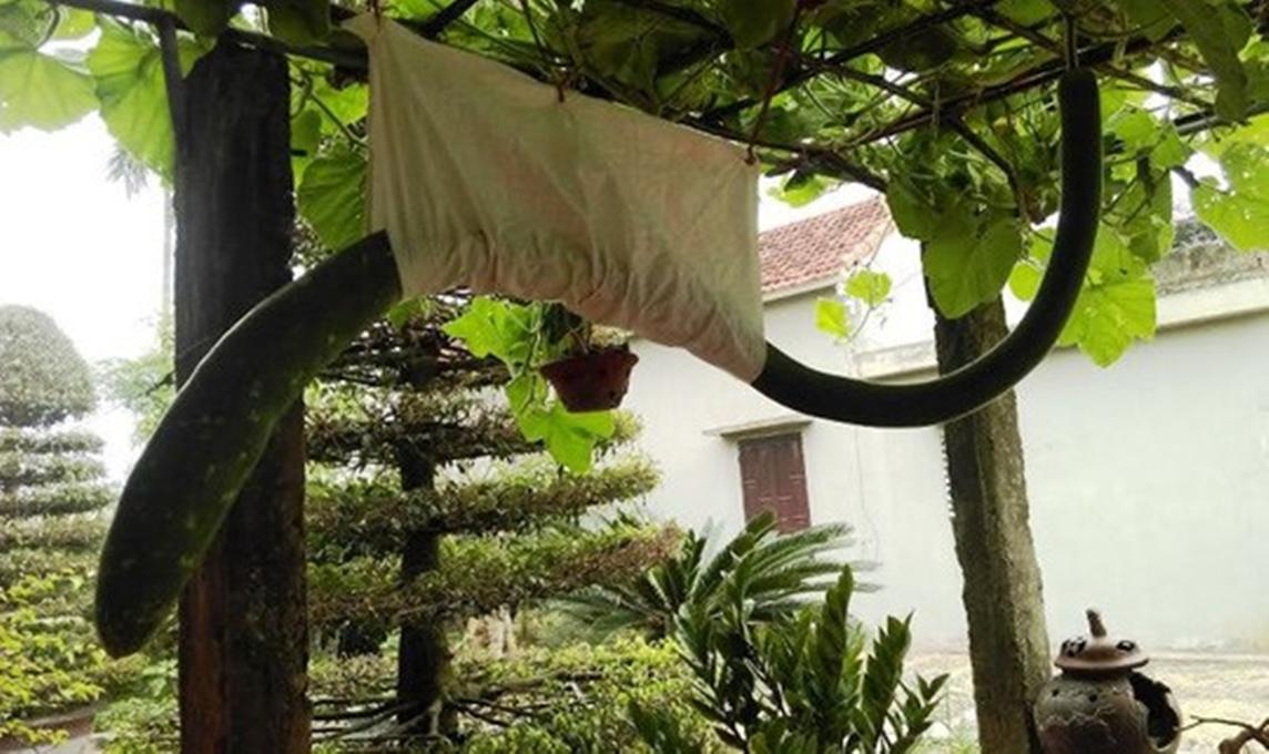 Hạt giống Bầu quả dài 2m