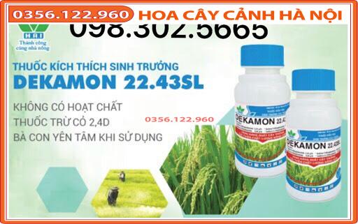 Chế phẩm kích thích sinh trưởng dekamon 22,43l - cho hoa lan, cây trồng
