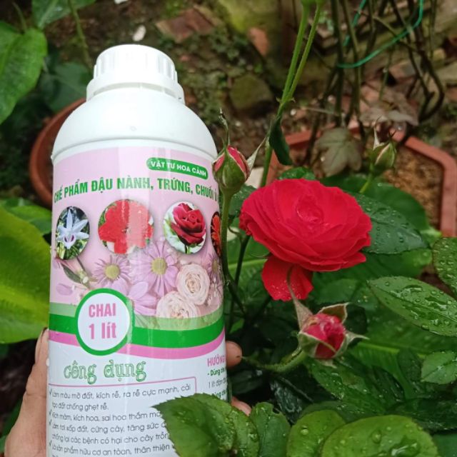 Chế Phẩm Đậu nành Trứng Chuối Ủ Humic Lên Men Chai To 1 Lít - Chế phẩm phân bón đậu nành trứng chuối lên men humic chuyên dành cho hoa đặc biệt hoa hồng