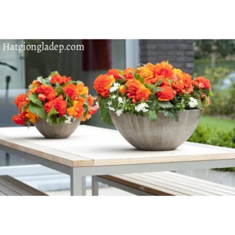 Hạt giống hoa thu hải đường kép mix - 5 hạt