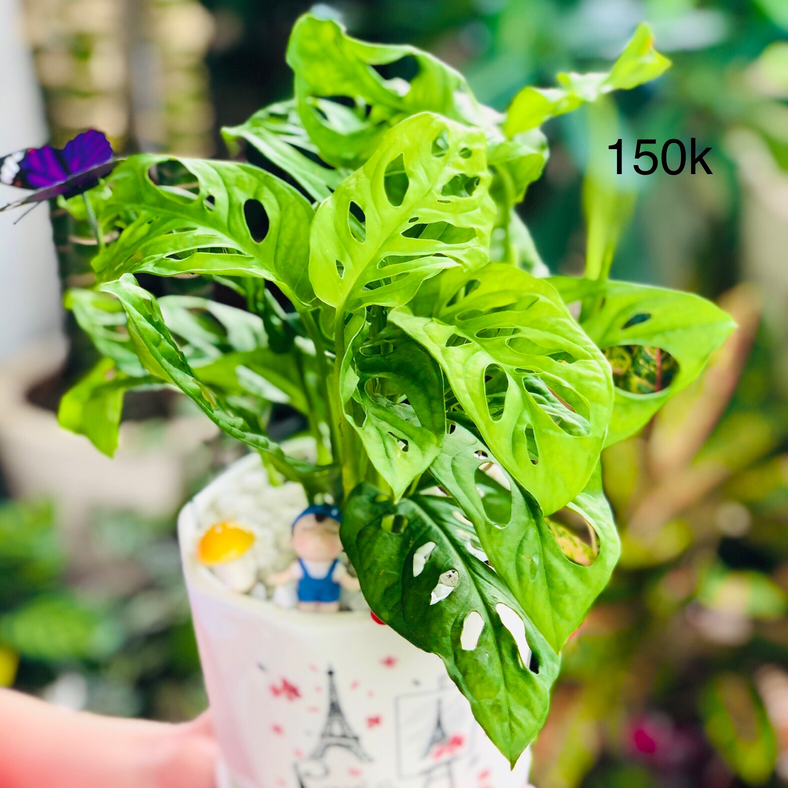 Chậu trầu bà lỗ-trầu bà cửa sổ để bàn