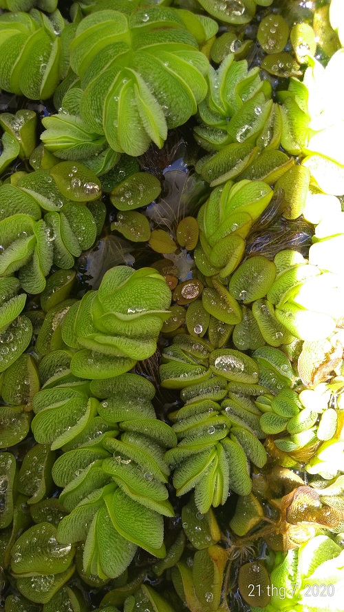 Bèo tai chuột - Cây thủy sinh (1 gói 15 đến 20 gốc)