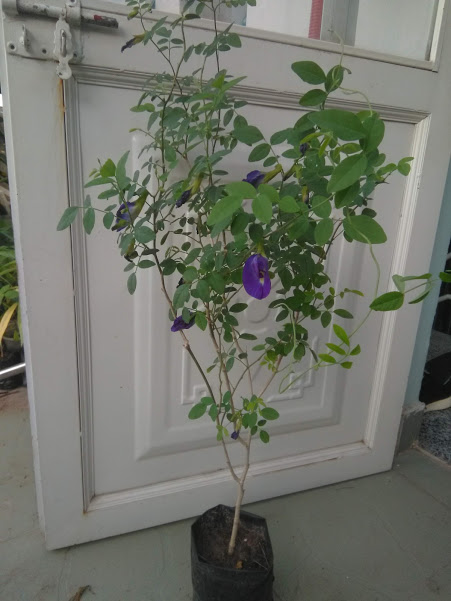 Cây hoa đậu biếc