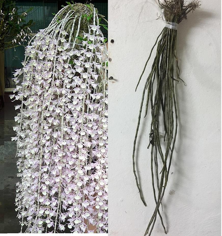 Cây hoa lan rừng Hạc Vỹ  bắc 1 bó 8-10 thân + 1 khóm long tu đã xuống lá ra hoa tháng giêng- Loài hoa lan rừng triệu người mê