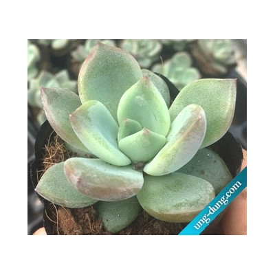 Sen đá Pha lê xanh