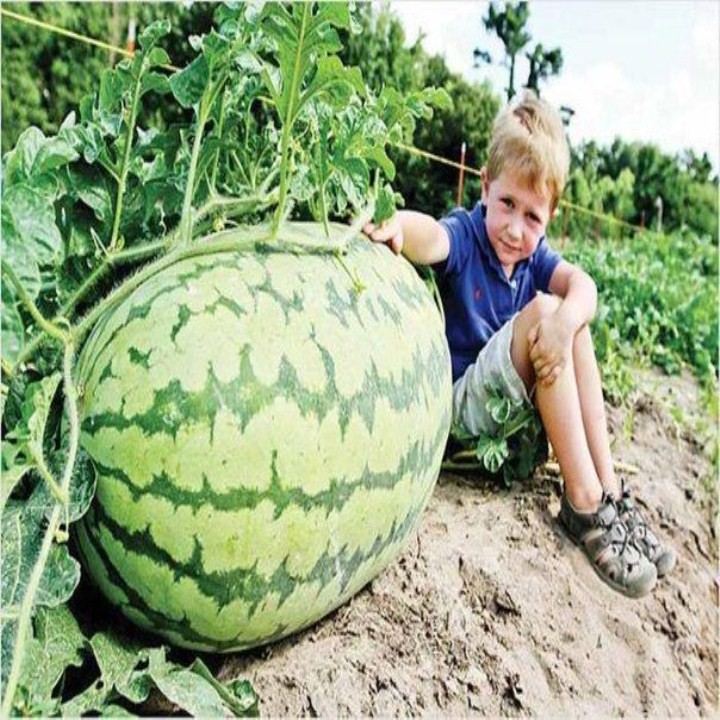 10 hạt giống dưa hấu khổng lồ