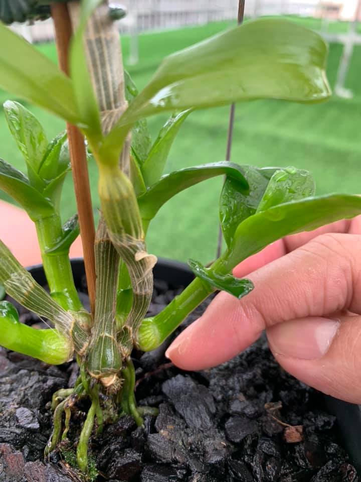 ki phi điệp rừng (25k/1 ki) mặt hoa cực đẹp, ki tách thân, chuẩn mặt hoa cam kết giống chuẩn