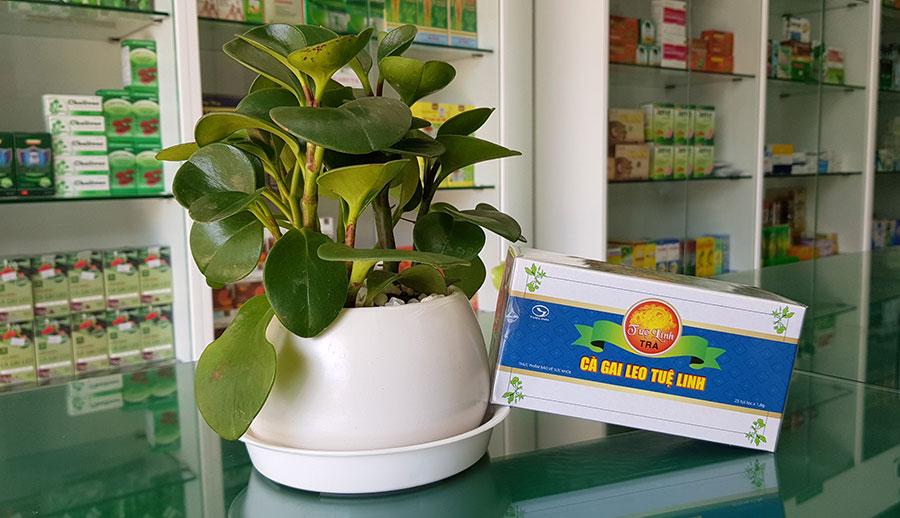 Trà Cà Gai Leo Tuệ Linh