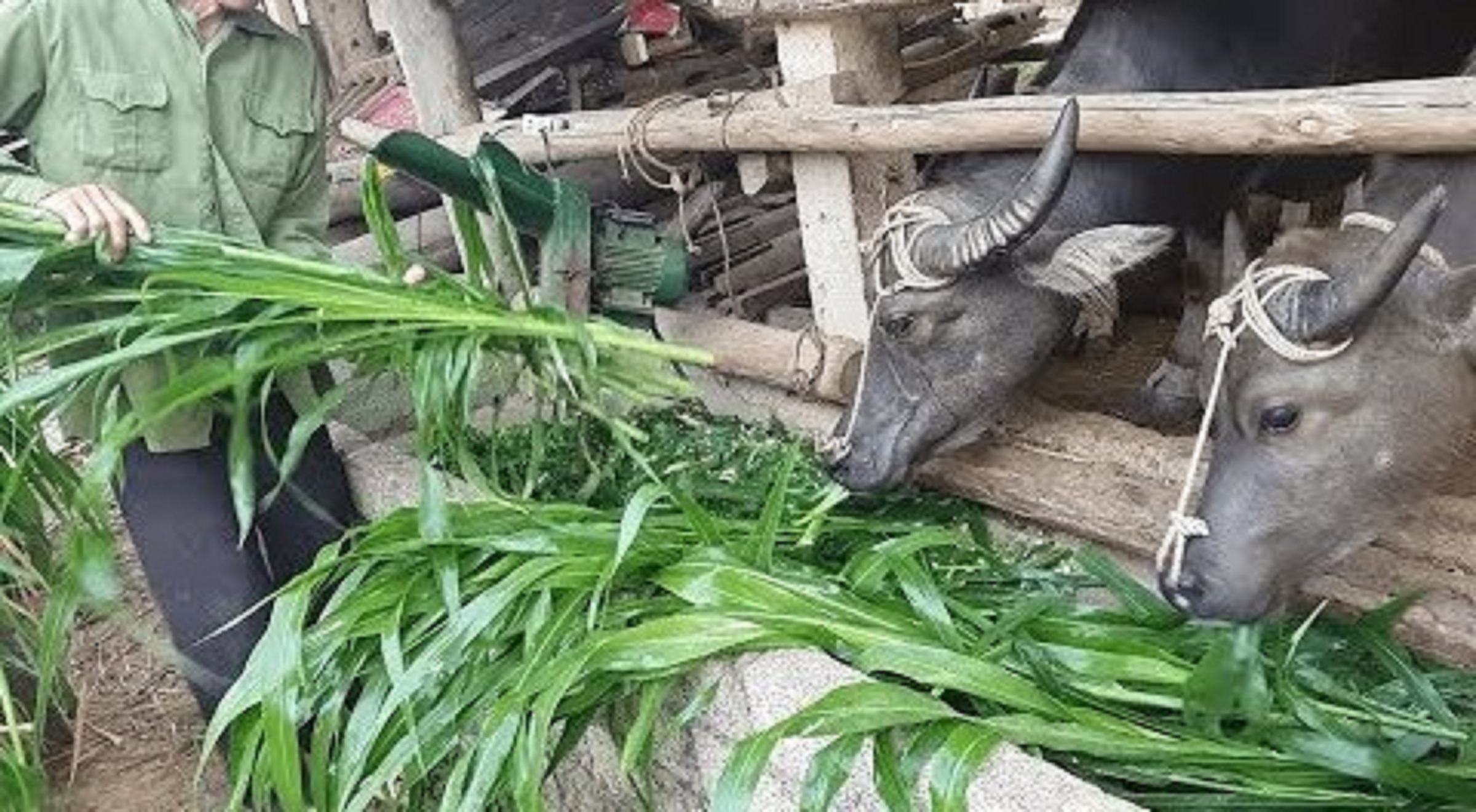 Hạt giống cỏ chăn nuôi sudan super bmr-500g