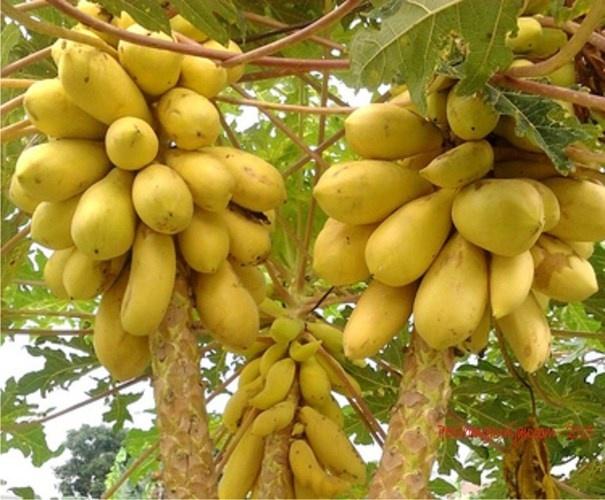 Hạt giống đu đủ vàng chính hãng -,GÓI 5 hạt