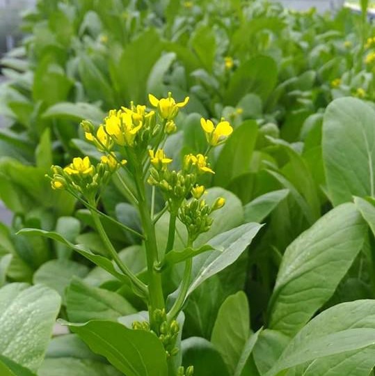 HẠT GIỐNG CẢI NGỌT ĂN BÔNG - HẠT GIỐNG CẢI NGỒNG ĐẠI ĐỊA GÓI 20GR