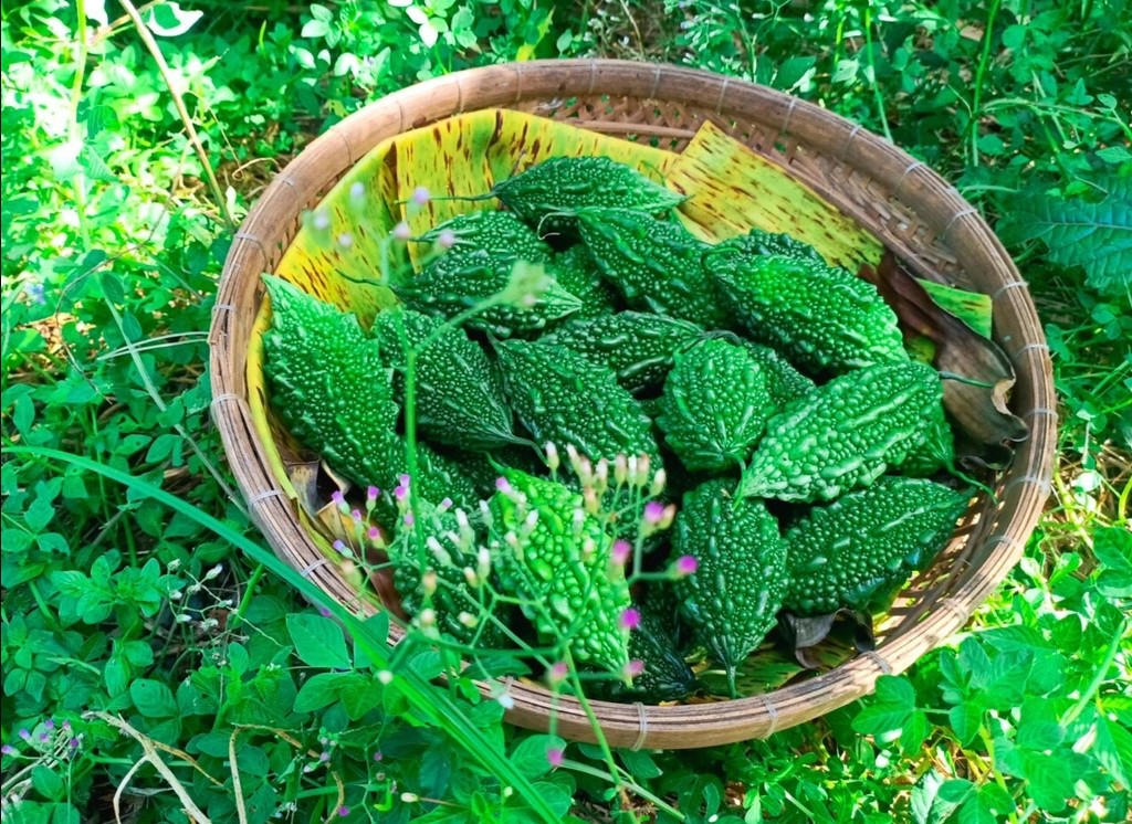Giống rd khổ qua rừng rado 52