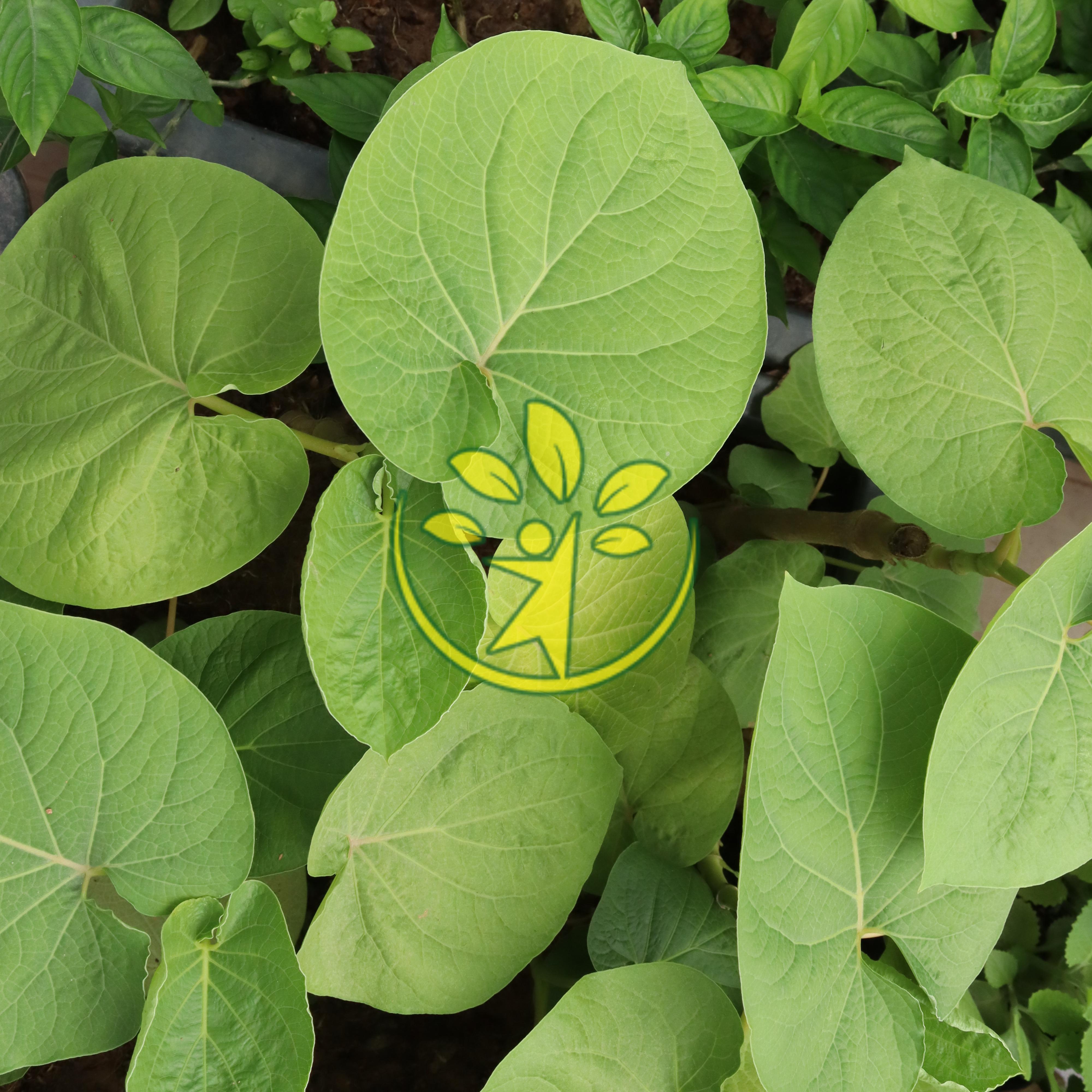 Bầu rau dổi đất dễ sống, nhanh cho thu hoạch