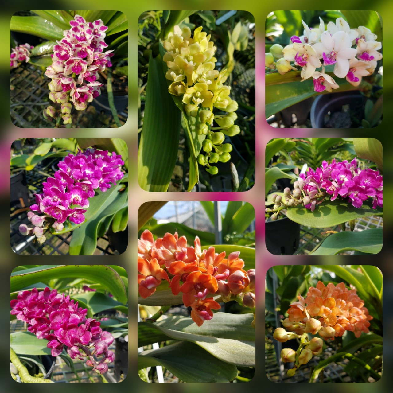 đai trâu giống thái 10 màu 9 tháng tuổi