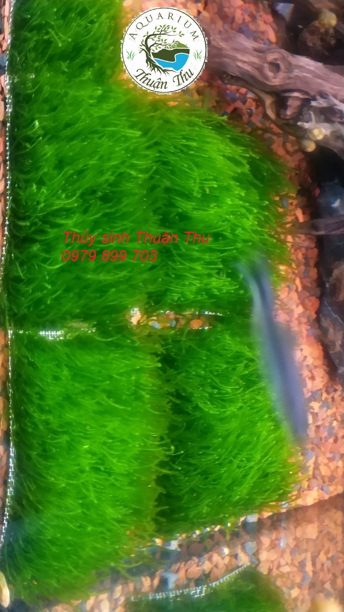 Rêu Flame Moss_Rêu lửa thủy sinh dày xanh đẹp dễ chăm sóc dùng trãi nền, trang trí đá lũa bonsai