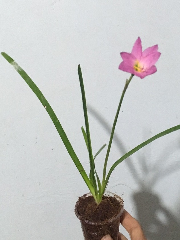 1 cây huệ mưa hồng ( ngãi quấn khách ), gồm 1 củ được ươm vào ly đã ra rễ, bao sống, về sang chậu to ít tháng là nhảy con mịt mù. Tặng 50gram phân npk 20-20-15