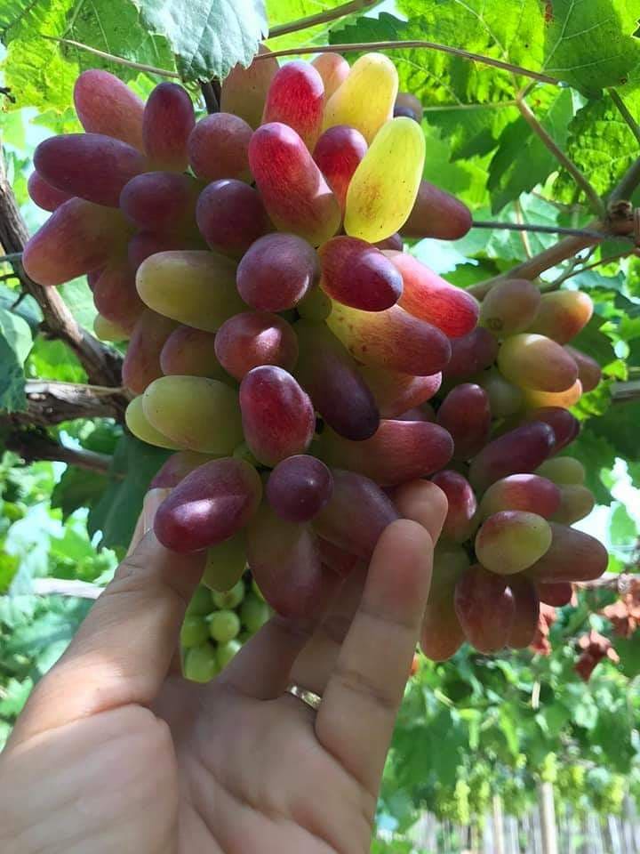 Cây giống nho móng tay hàng chuẩn vietgap