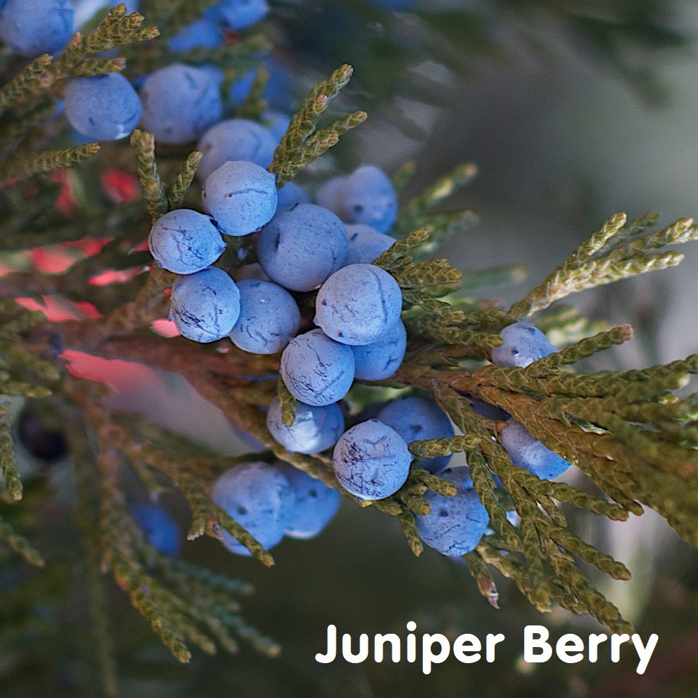 Tinh dầu quả Đỗ Tùng Juniper Berry Essential Oil