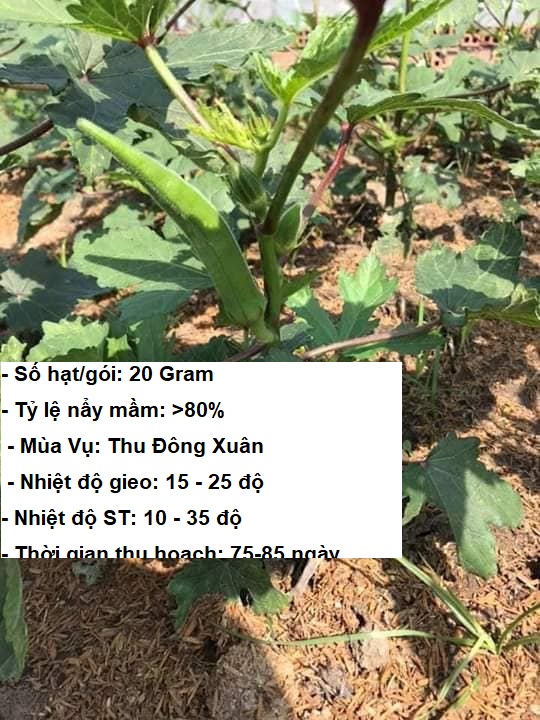 10gram hạt giống đậu bắp xanh cao sản – stt0014