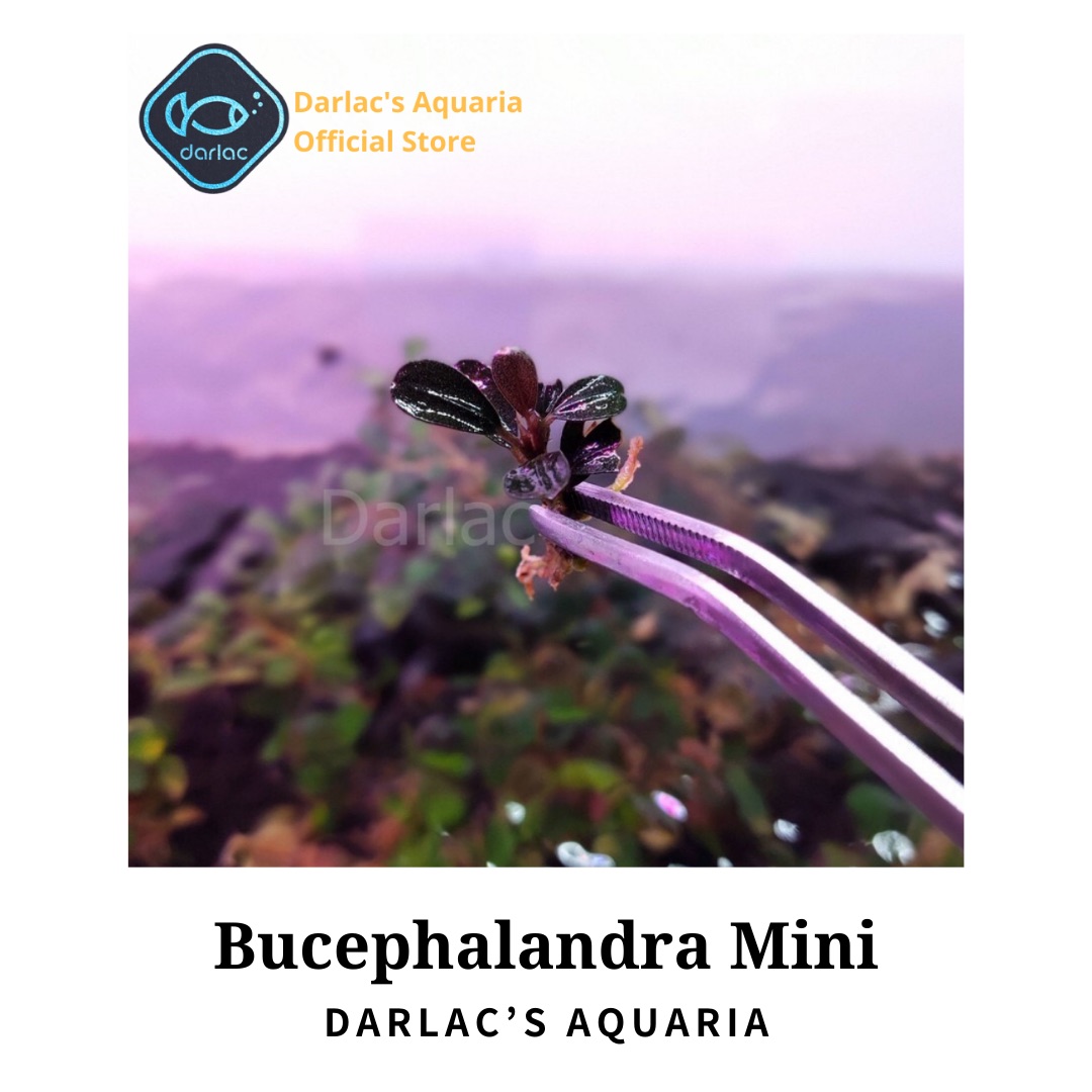 Ngọn Bucep Mini đã ra lá nước - Cây thủy sinh bucep - Darlac's Aquaria Bucephalandra Mini Type