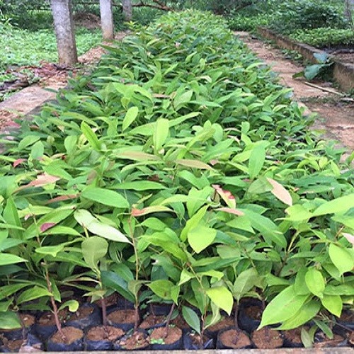 Cây giống gỗ sến - 678889