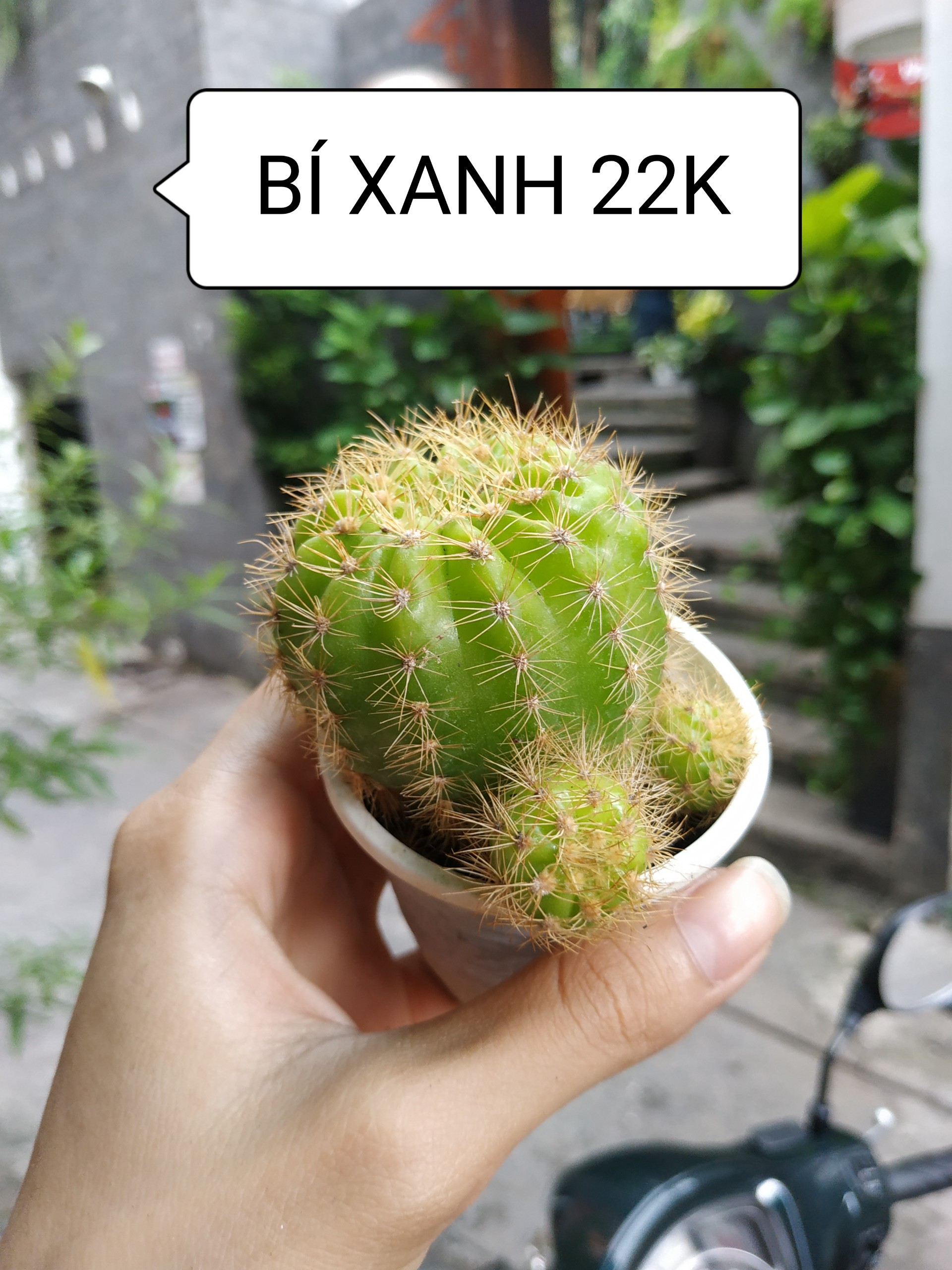 Xương rồng bí xanh