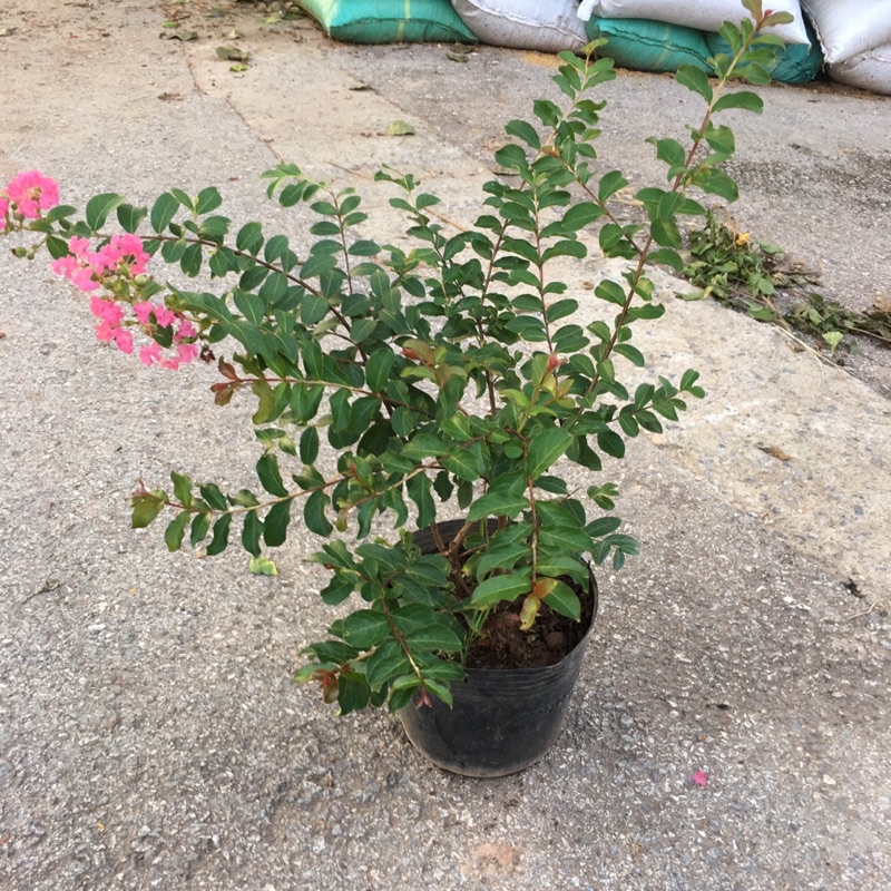 Cây hoa tường vy size to tán rộng 35cm