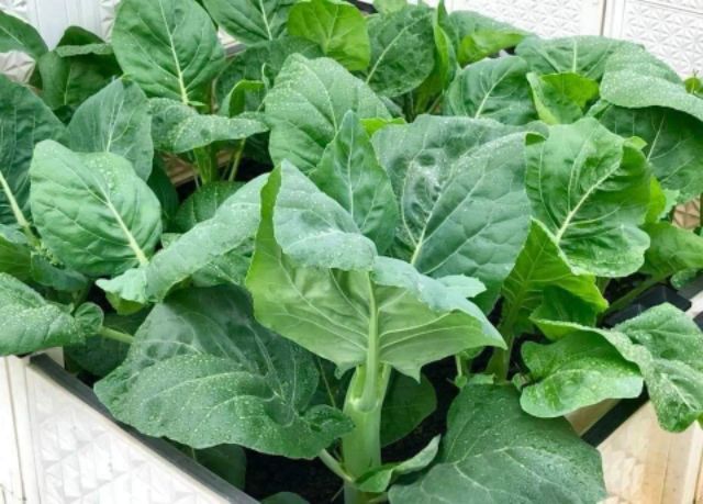 Hạt giống rau cải ngồng làn .