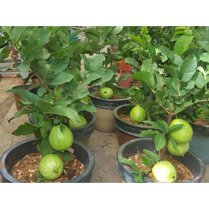 Ổi ruby - shu farm