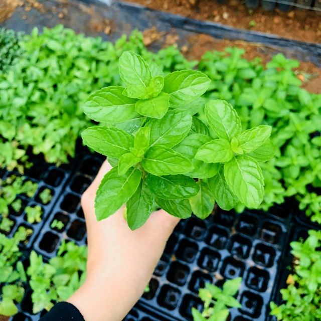 bạc hà ÂU ( Euromint)