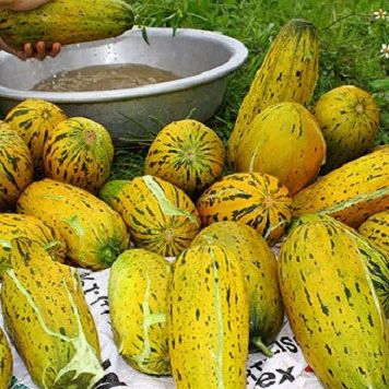1g Hạt giống dưa gang sai trái