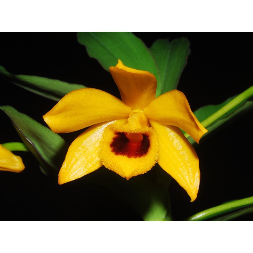 Hoa lan trầm vàng giống hoa thơm